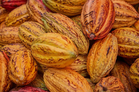 Chocolate and Climate: Why Sustainability is Sweet